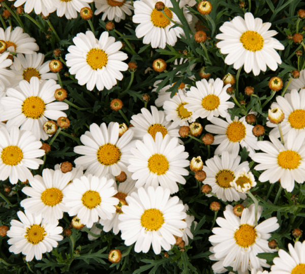 Chamomile 